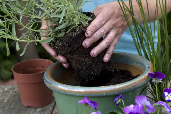 Planting the lavender