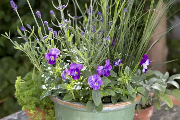 Afișare lavandă și oală de pansy