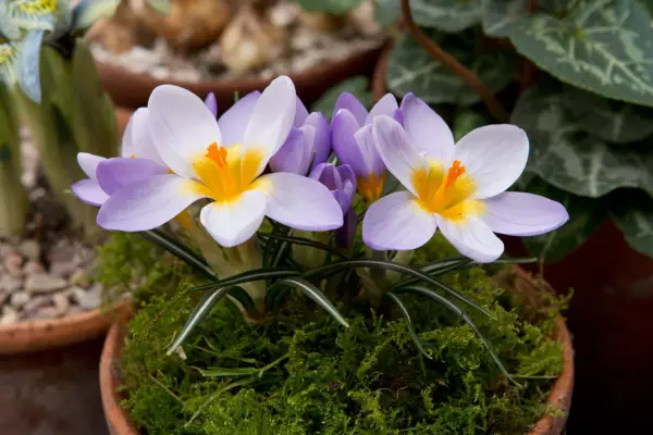 Crocus sieberi 