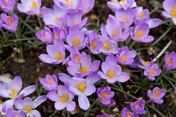 Crocus tommasinianus 