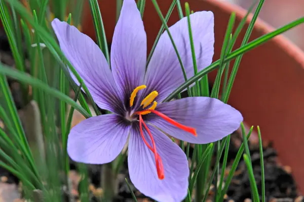 How to grow crocuses - saffron crocus
