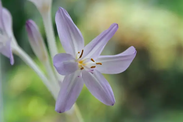 Colchicum speciosum