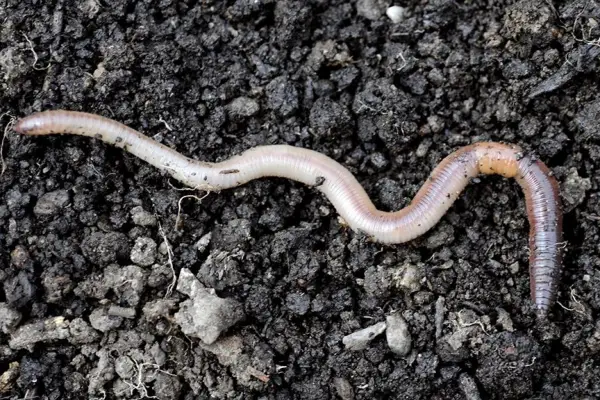 Five reasons to feed your soil - increase nutrients