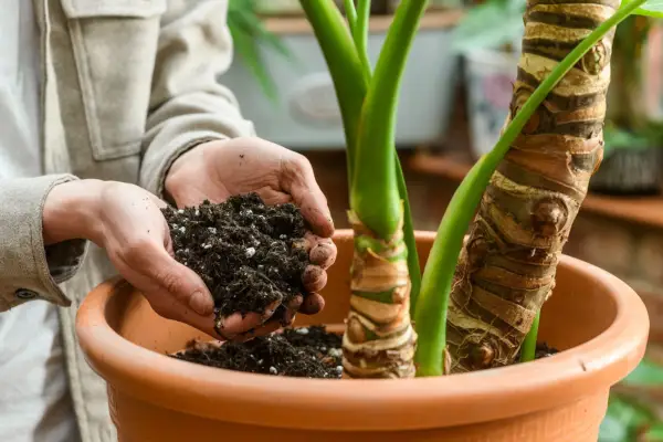 Planting Alocasia in a pot