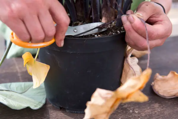 Removing dead leaves from Alocasia