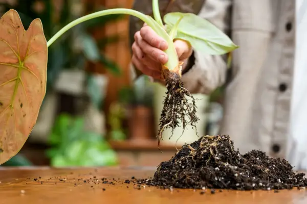Propagating an Alocasia by division