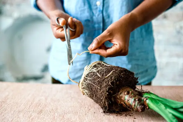 Taking root cuttings from Alocasia