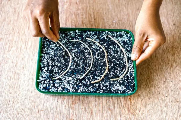 Laying Alocasia root cuttings on compost