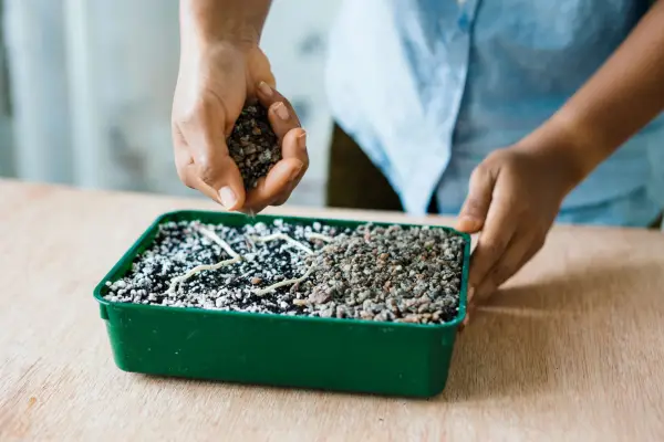 Covering Alocasia root cuttings with compost