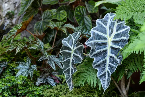 Alocasia 