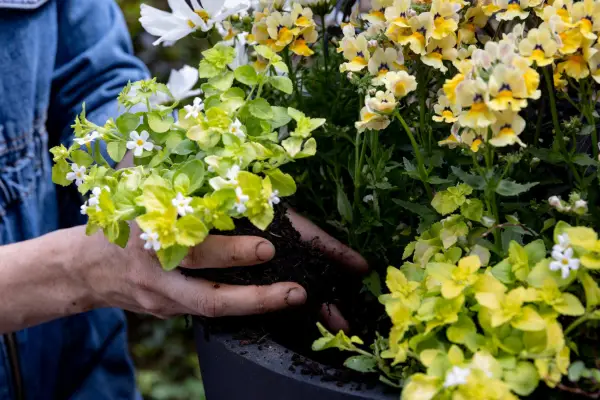 Adding bacopa to a container display. Paul Debois