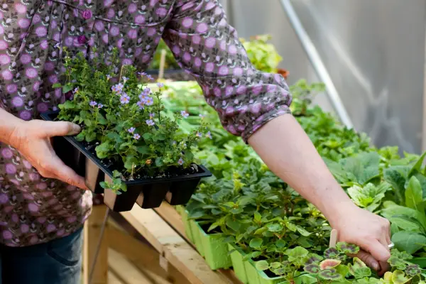 Bacopa plug plants. Paul Debois