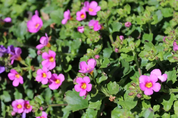 Pink-flowered bacopa. Getty Images