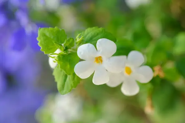 White bacopa (Chaenostoma cordatum). Jason Ingram