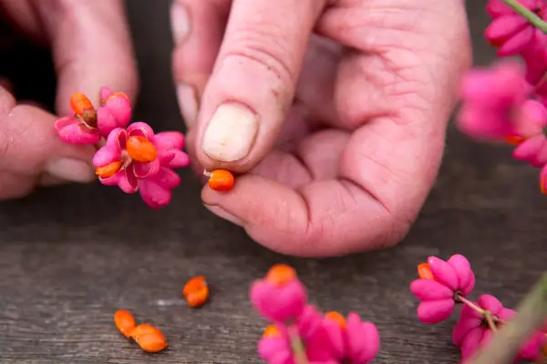 Removing seeds from spindle tree seed capsules