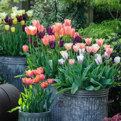 Tulips in pots