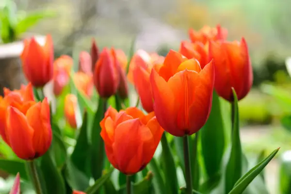 Tulipa 