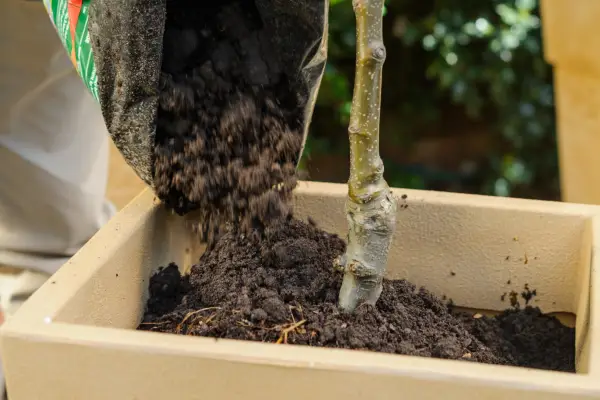 Adding the tree and compost
