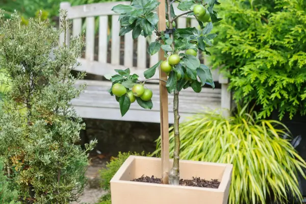 How to plant an apple tree in a pot