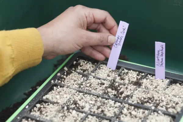 Sowing the seeds in modular trays