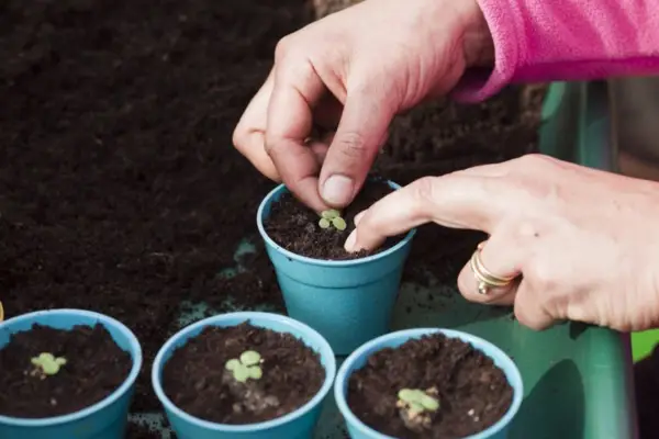 Pricking out the young seedlings