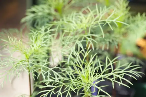 Growing on young cosmos plants