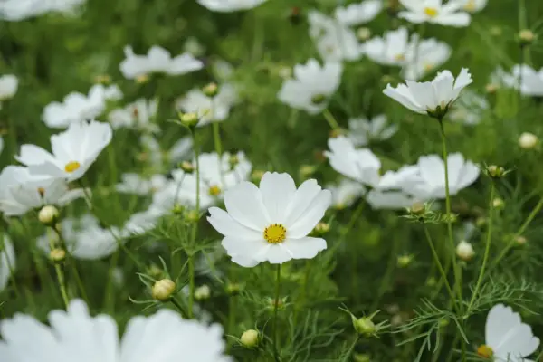 Wie man halbharte Jahrbücher säen