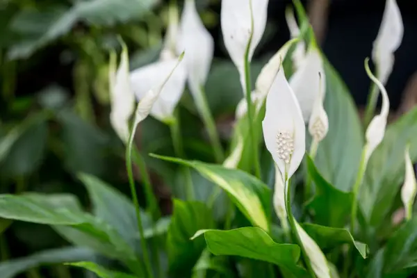 House plants for shade - peace lily