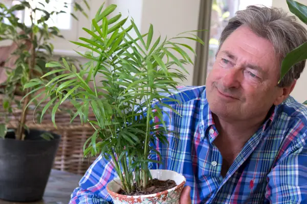 House plants for shade – parlour palm