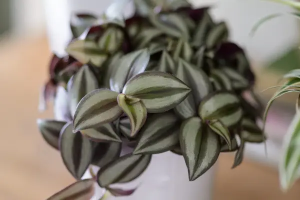 Tradescantia zebrina