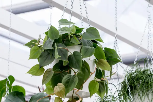 Philodendron scandens