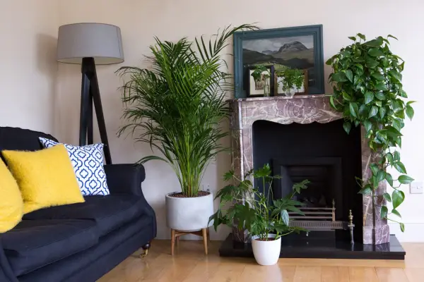 Gardening through self-isolation - growing houseplants