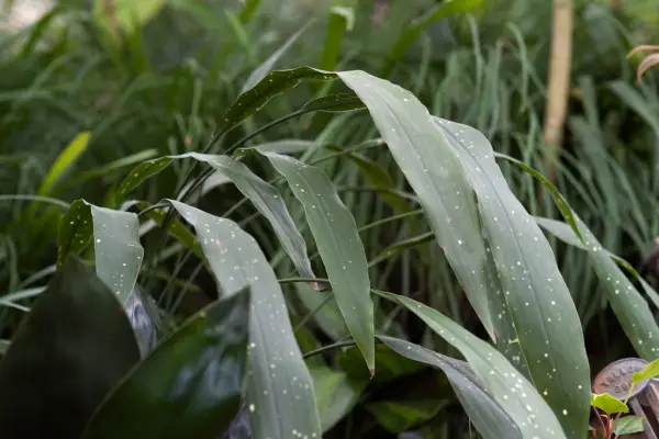 Aspidistra elata