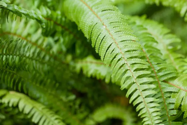 House plants for shade - Tuber ladder fern, Nephrolepis cordifolia