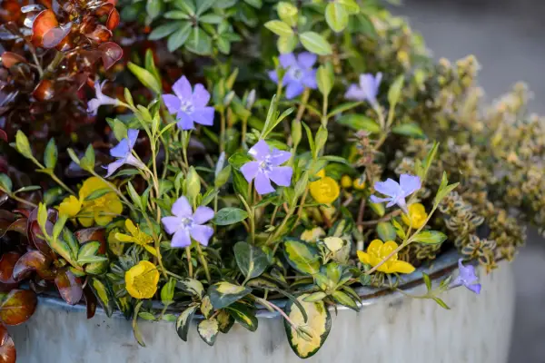 Periwinkle growing in a pot with thyme and pittosporum