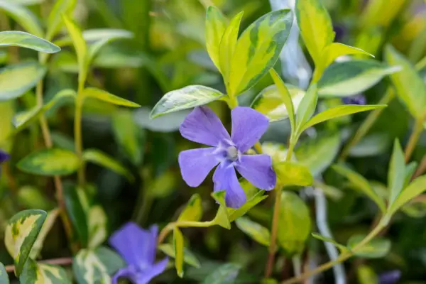 Periwinkle flowers and variegated leaves