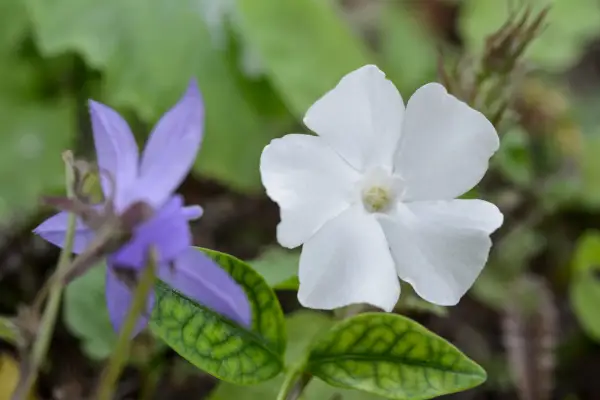 White-flowered periwinkle