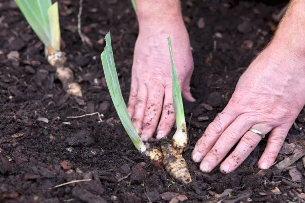Planting bearded iris