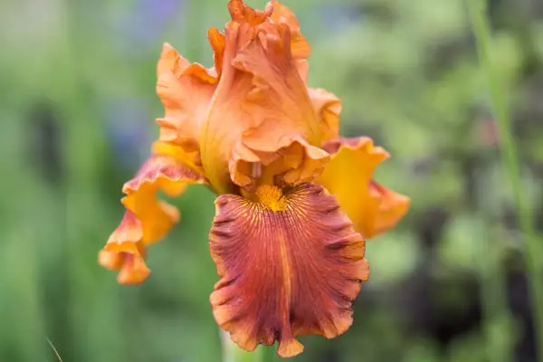 Iris 