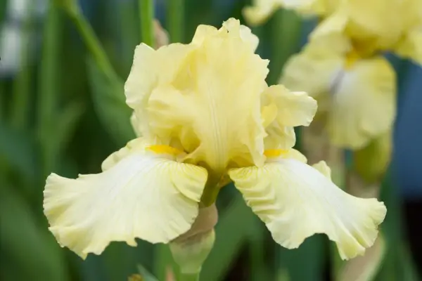 Iris 