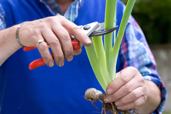 Dividing bearded iris