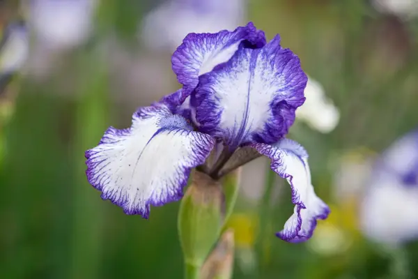 Iris 