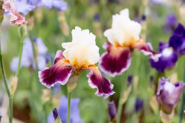 Bearded iris 