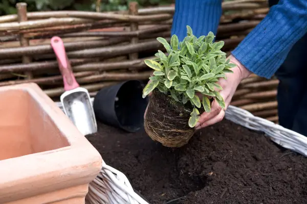 Planting sage
