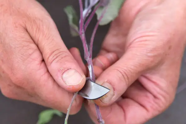 How to grow sage - taking sage cuttings