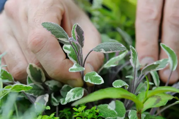 Harvesting sage leaves