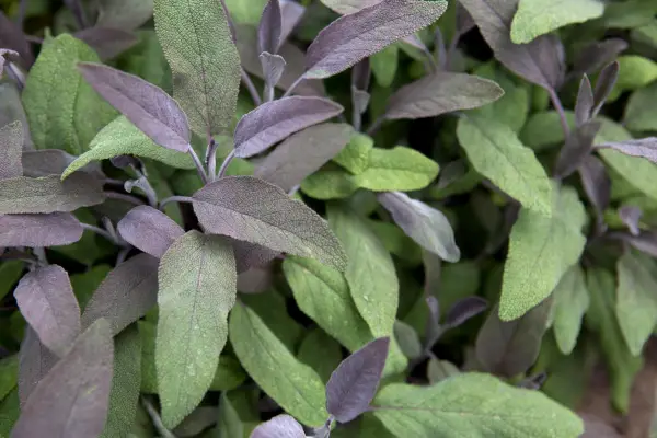 Purple and green sage foliage