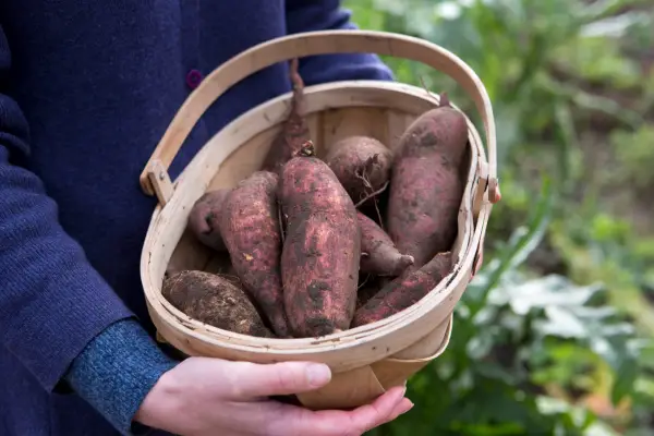 Como cultivar batatas -doces no Reino Unido