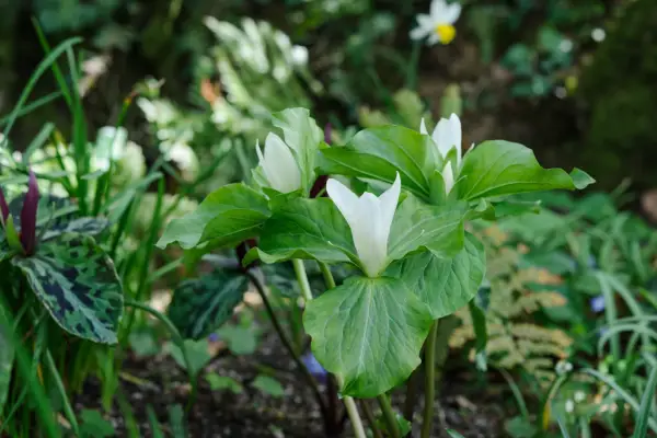 Trillium erectum f. albiflorum in a woodland border