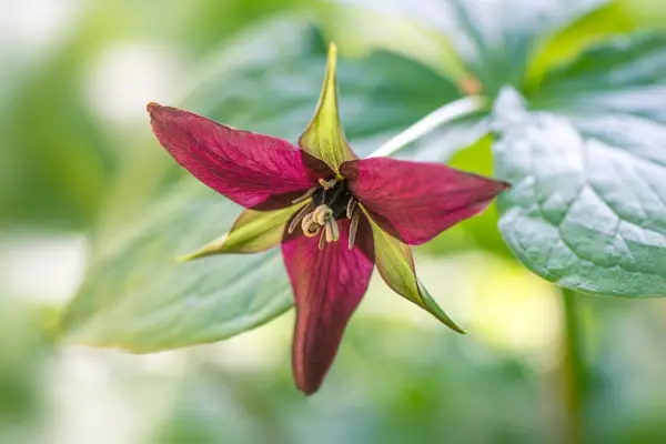 Trillium erectum. Getty Images